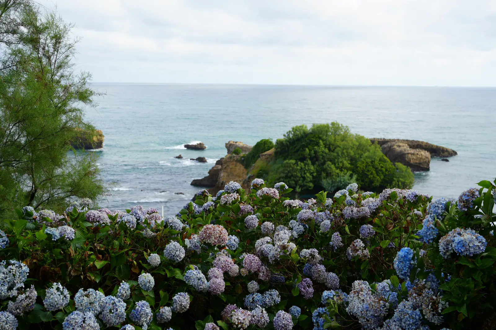 Hydrangea flowers in the foreground with a calm ocean, rocky islets, and green coastal vegetation in the distance.
