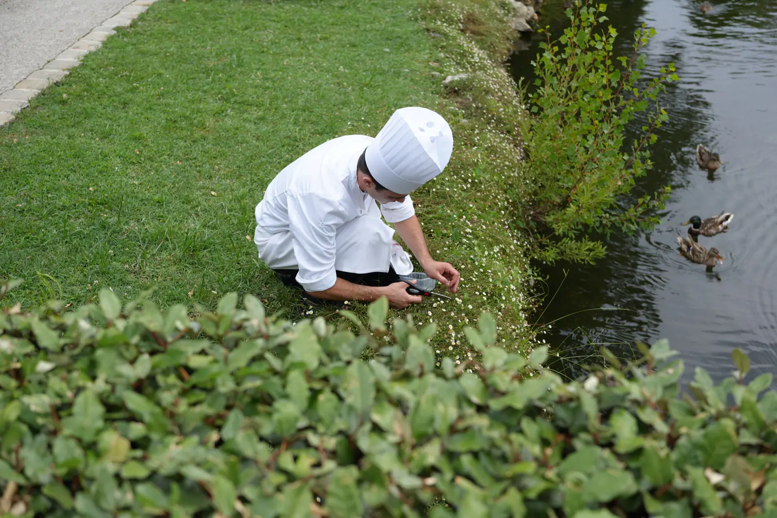 A person in a white chef uniform crouches on grass beside a pond and feeds ducks in the water.