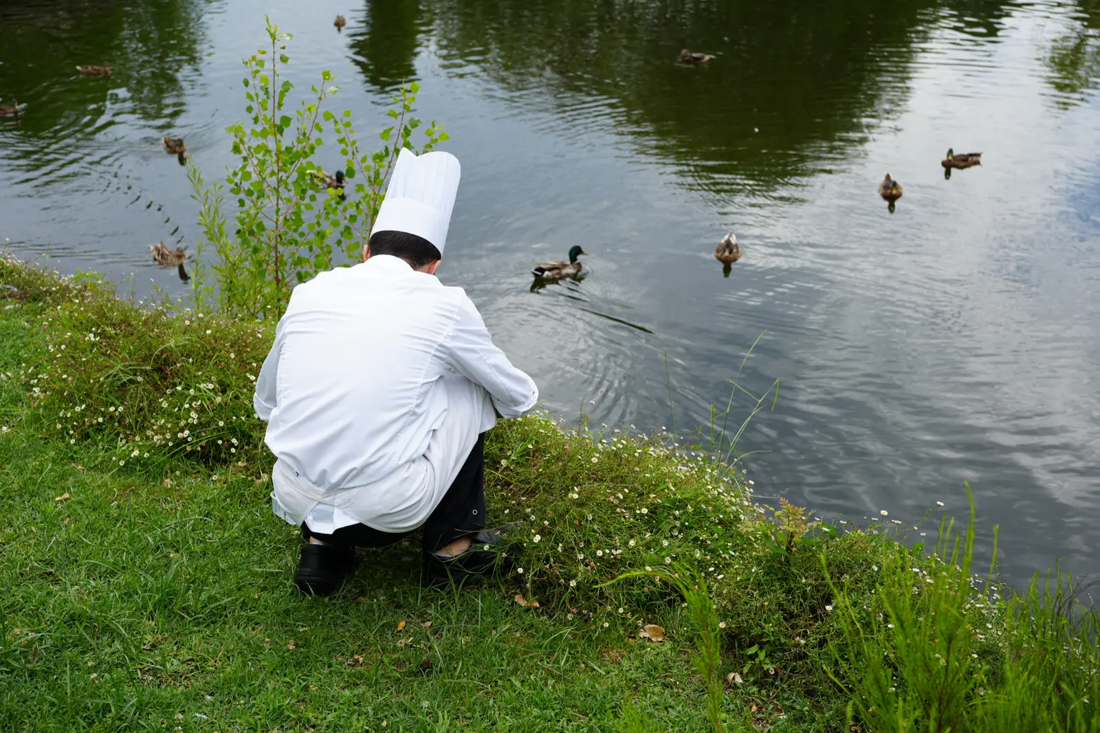 A chef crouches on a grassy pond bank while ducks swim in the water.