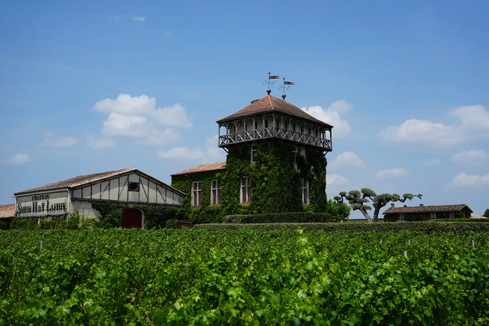 Vineyard rows in front of a vine-covered winery building and tower under a blue sky.