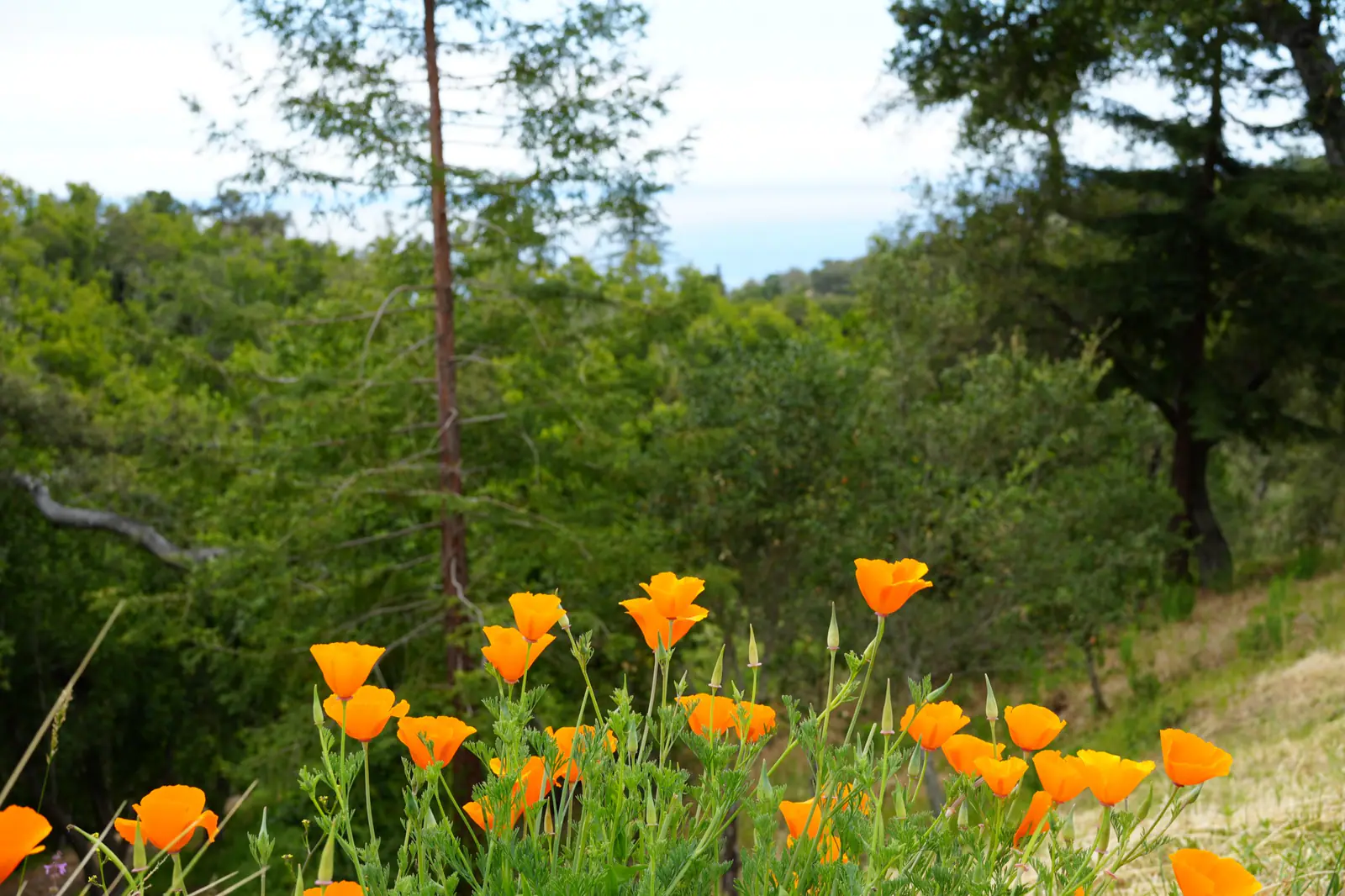 Orange wildflowers in front of a green wooded hillside with the ocean faintly visible in the distance.
