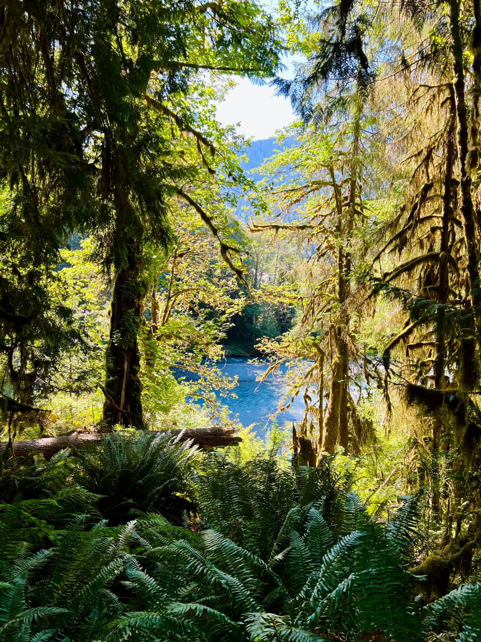 Forest opening toward vivid blue lake