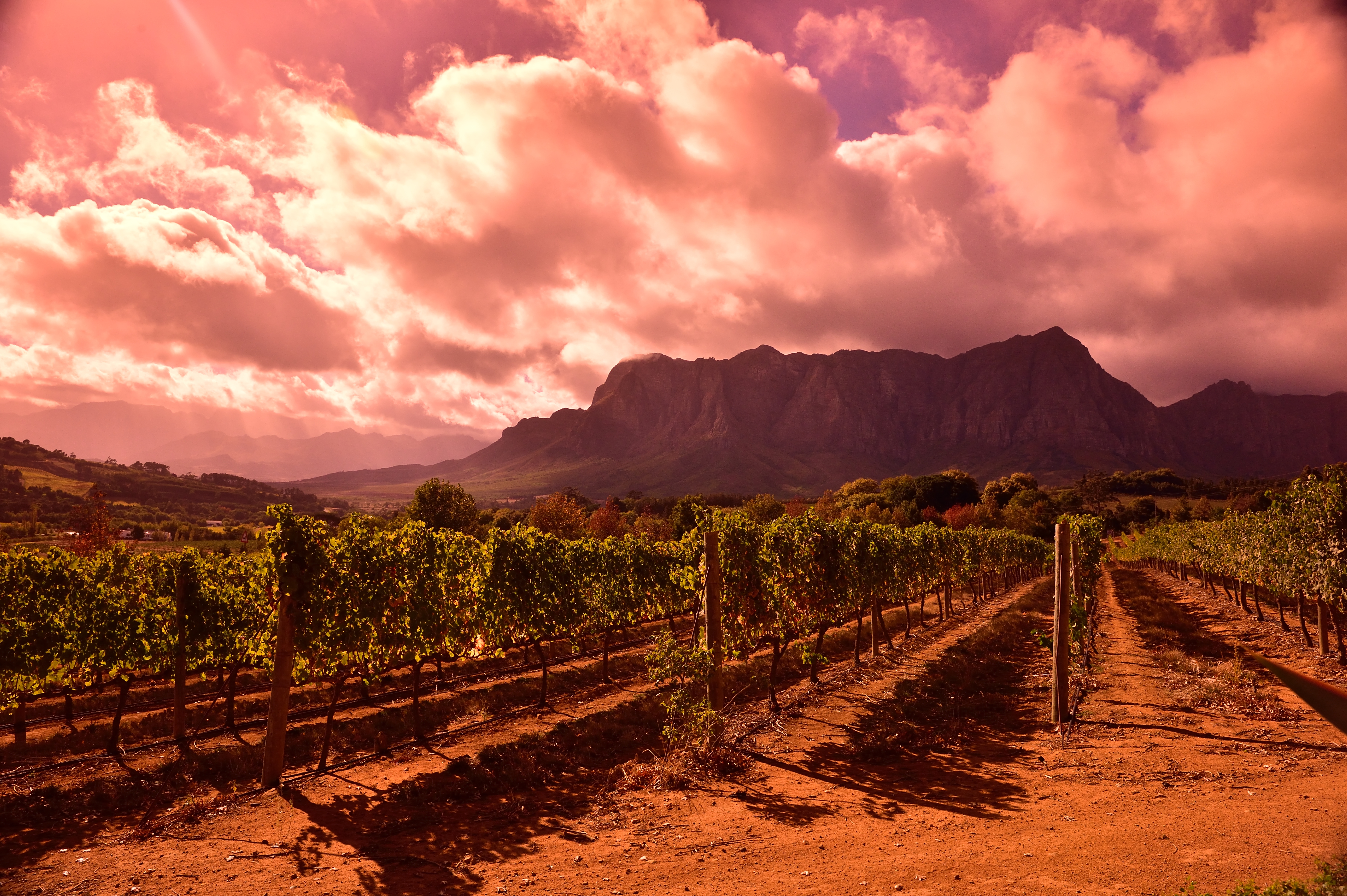 Vineyards in Franschhoek, South Africa